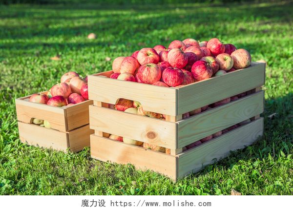 草地上的两筐苹果成熟的苹果，在木盒子里